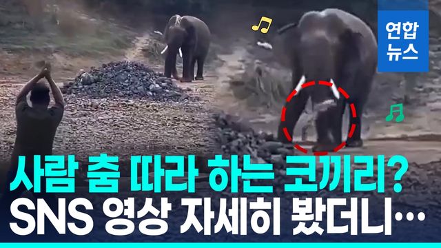 [영상] 사람 춤 따라 고개를 '흔들흔들'…야생 코끼리 영상 화제 - 2
