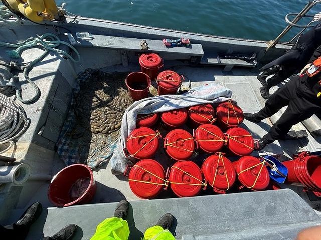 불법 채취한 해삼