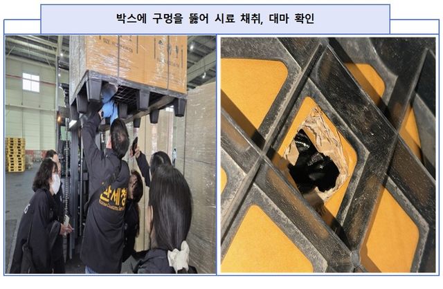 밀수된 대마를 확인하는 관세청 직원들