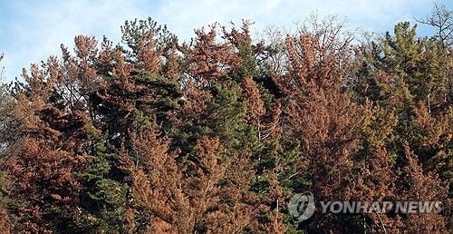 소나무재선충병 피해 고사목