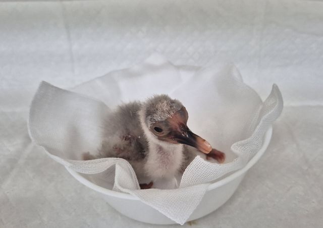 올해 첫 부화한 창녕 우포따오기