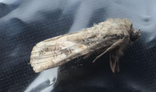 열대거세미나방