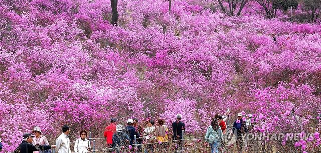 연분홍빛으로 물든 진달래동산