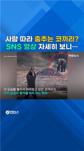 [쇼츠] 사람 춤 따라 고개 '흔들'…야생 코끼리 영상 화제 - 2