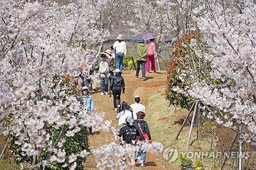 '벚꽃 향연' 임실 옥정호 벚꽃축제