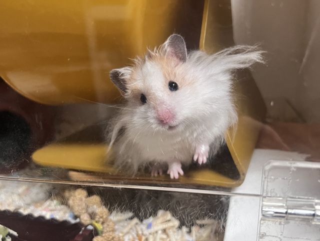 직장인 조모씨의 반려동물 '골든햄스터'