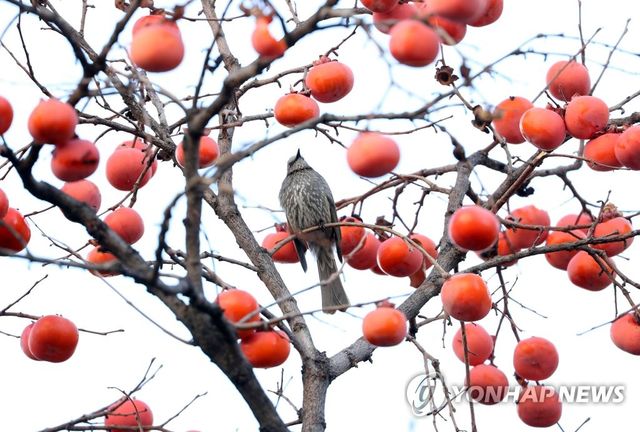 감나무 보는 직박구리