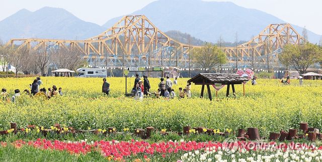 창녕의 노란 봄