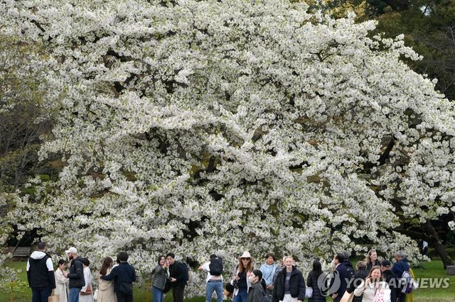 일본 고쿄에 핀 봄꽃