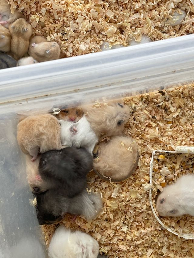 플라스틱 통에 담겨있는 햄스터들