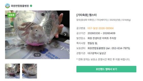 최근 올라온 유기 햄스터 공고