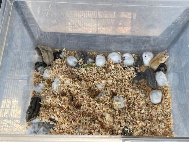 플라스틱 통에 담겨 주인을 기다리는 햄스터들