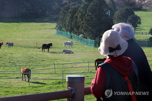 봄 날씨 즐기는 제주마