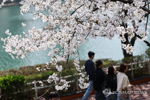 벚꽃이 만개한 석촌호수