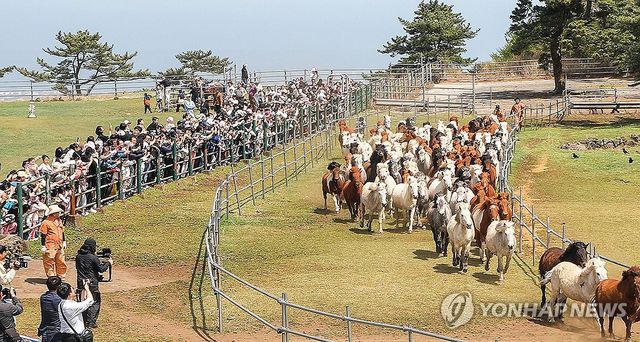 힘차게 달리는 천연기념물 제주마