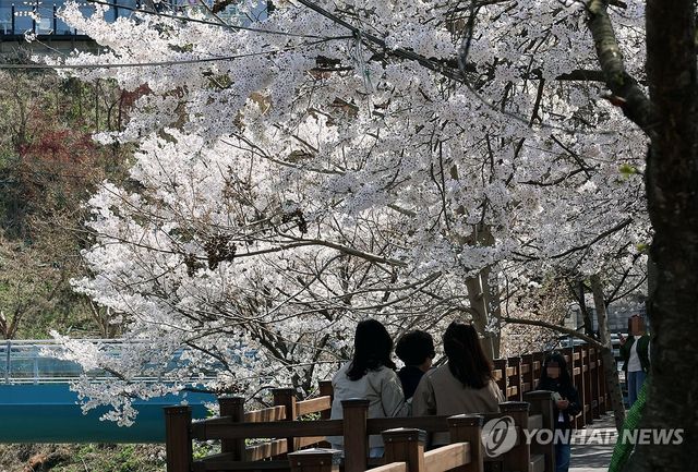 벚꽃 아래 걷는 봄