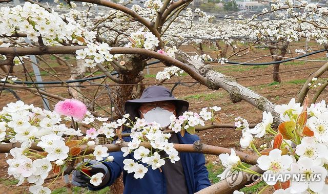 '배꽃' 인공수분 한창