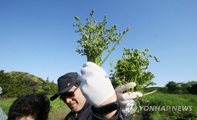 "제주 청정 고사리입니다"