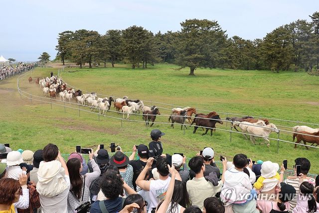 한라산 초원 질주하는 제주마