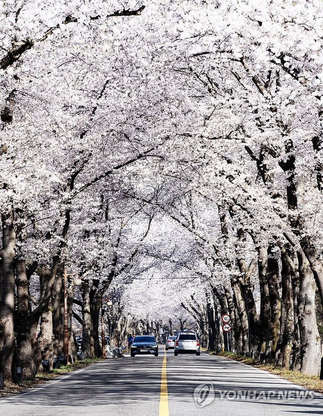 진안 마이산 벚꽃 터널