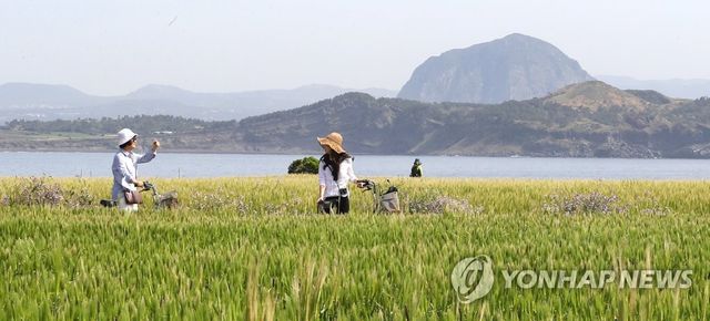 가파도 청보리 물결 사이를 걷다