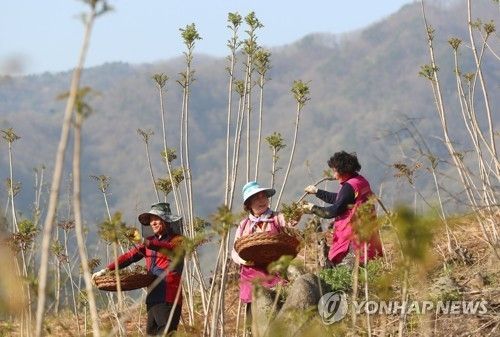 봄나물의 여왕 옻순 수확 * 기사와 직접 관련 없음