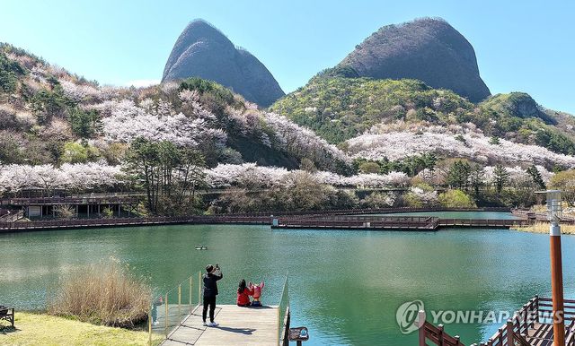 진안 마이산 벚꽃 풍경