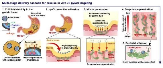 헬리코박터 파일로리균 부착 메커니즘