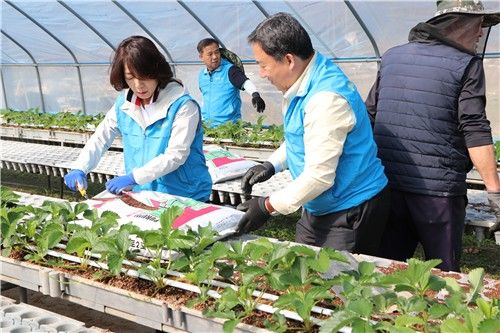 13일 딸기 농가에서 일손 돕는 농협 관계자들