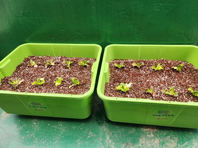 동작구가 분양하는 '상자텃밭'