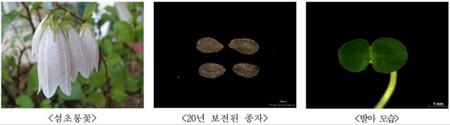 섬초롱꽃 종자 발아 모습