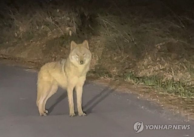 대전 오월드 인근 야산서 발견된 늑대 '늑구'