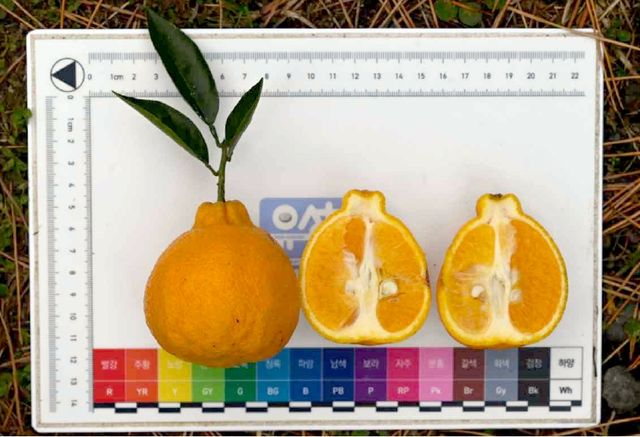 맛의 방주에 등재된 벤줄