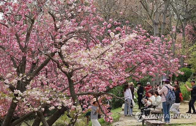 벚꽃이 지면 피어나는 꽃, 겹벚꽃 활짝