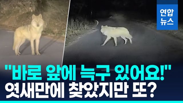 [영상] "눈앞에 늑구가!"…엿새만에 찾았지만 또 놓쳐 "위치 확인안돼" - 2