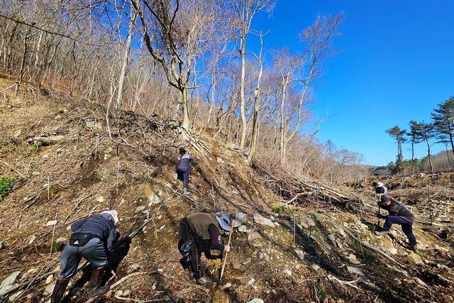 재선충병 강한 소나무 시범 식재