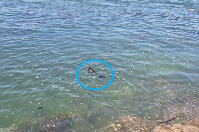 바다로 돌아가는 상괭이