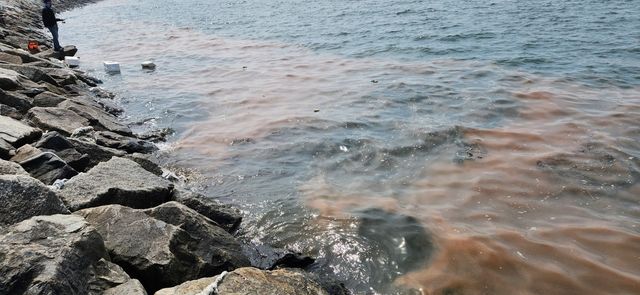 안산 해역에 나타난 주황색 띠