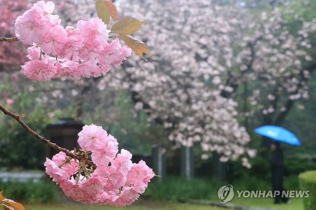 제주는 겹벚꽃 피는 계절