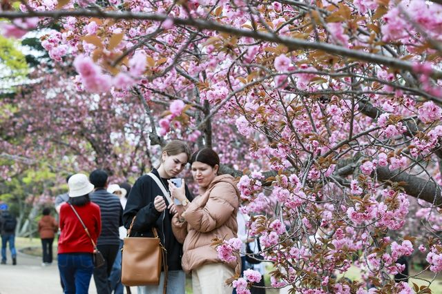 활짝 핀 불국사공원 겹벚꽃
