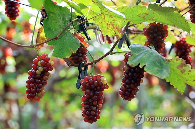 '대전 델라웨어 포도 나왔어요'