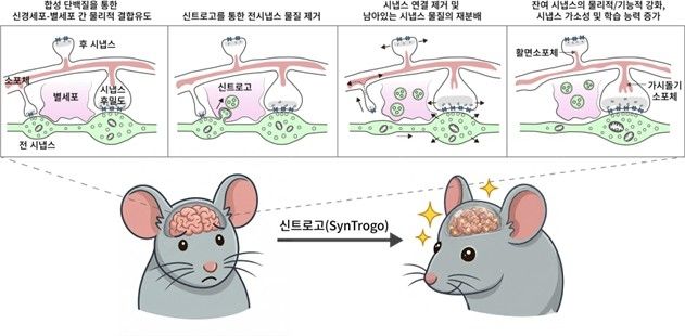 신트로고 기술 모식도