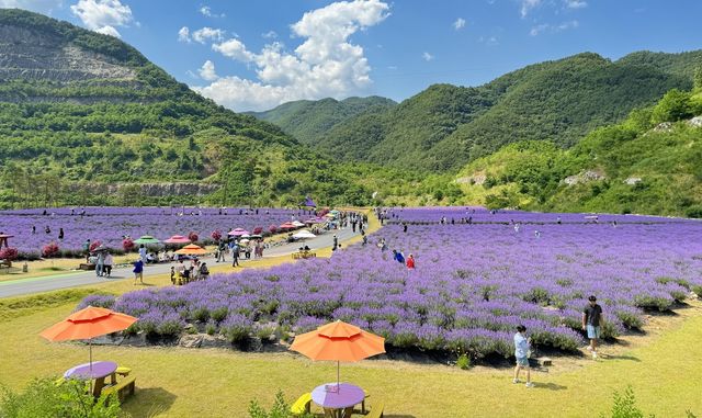 라벤더 만발한 무릉별유천지