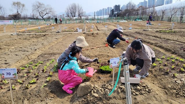 강동구 '친환경 도시텃밭'
