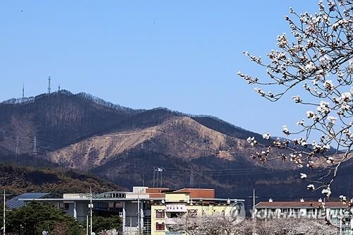 지난해 3월 산불이 난 직후 영덕 야산 모습