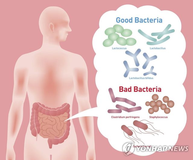 장내 유익균과 유해균