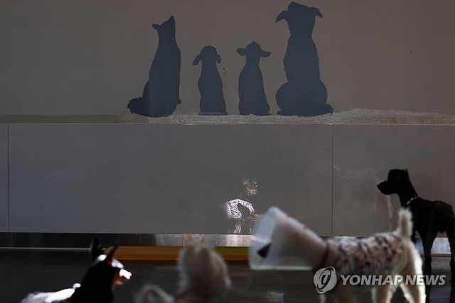 (서울=연합뉴스) 윤동진 기자 = 서울 강동구의 한 유기견 보호센터에서 유기견들이 새로운 가족을 기다리고 있다. 2026.3.23 mon@yna.co.kr