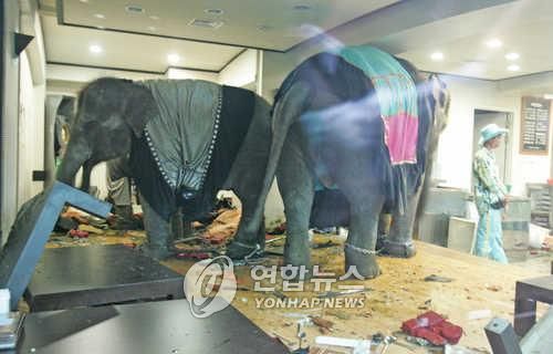 2005년 서울 어린이대공원에서 탈출한 코끼리가 인근 식당에 난입한 모습