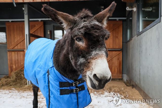 당나귀(기사와 직접적인 관계없음)