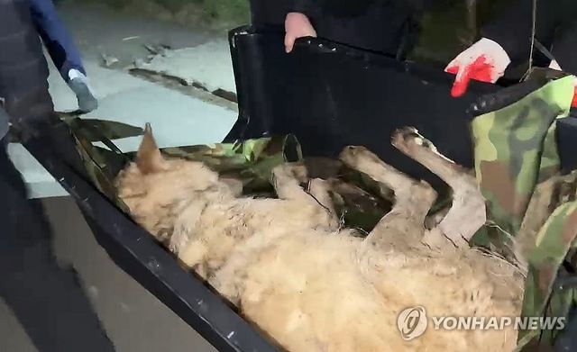 '늑구' 포획된 순간